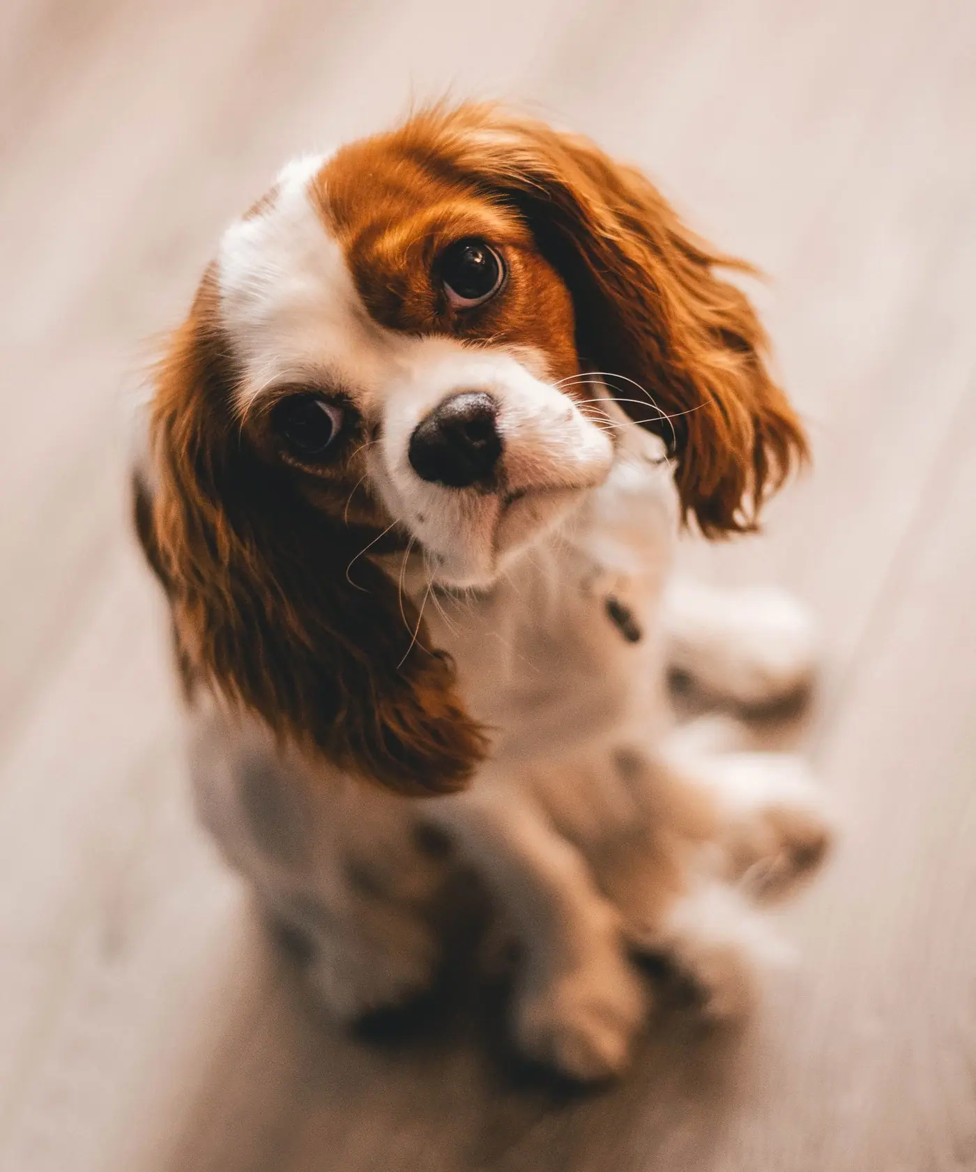 PawPlace
